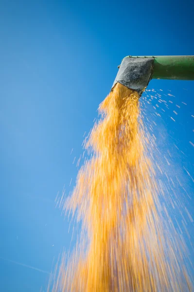 Maïs oogst — Stockfoto