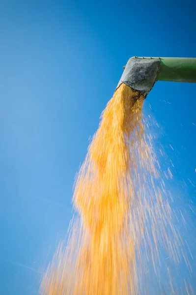 Corn harvesting — Stock Photo, Image