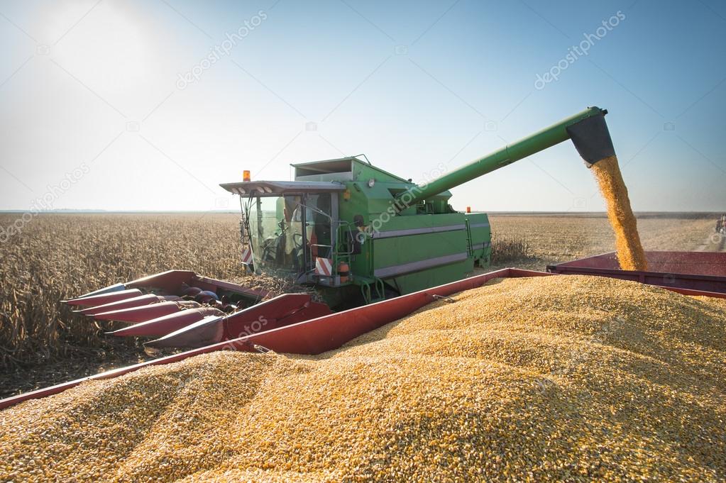 Corn harvest 