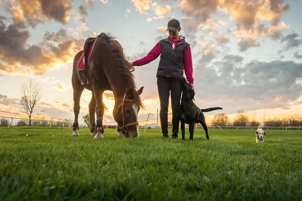 Chica y caballo —  Fotos de Stock