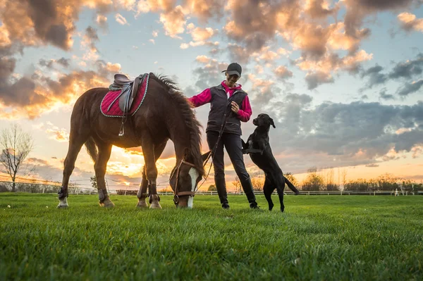 Menina e cavalo — Fotografia de Stock