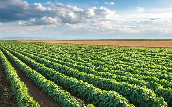 Campo de soja — Fotografia de Stock