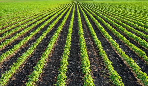 Campo di soia — Foto Stock