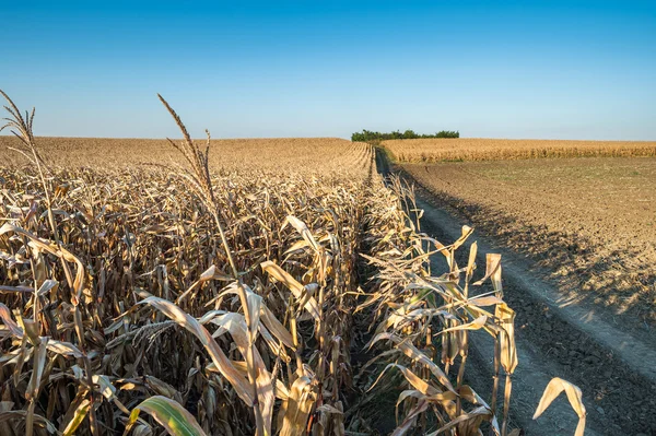 Campo di mais maturo — Foto Stock