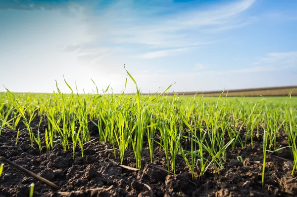 Campo di grano giovane — Foto Stock