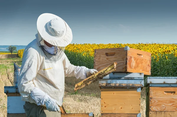 Včelař pracuje — Stock fotografie