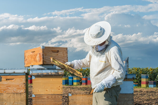 Beekeeper working 