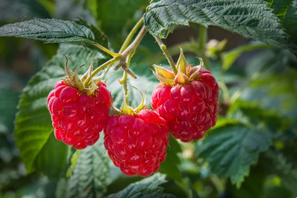 Growth raspberries — Stock Photo, Image