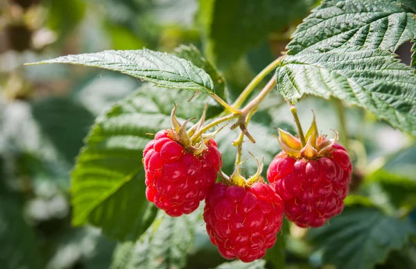 Growth raspberries — Stock Photo, Image