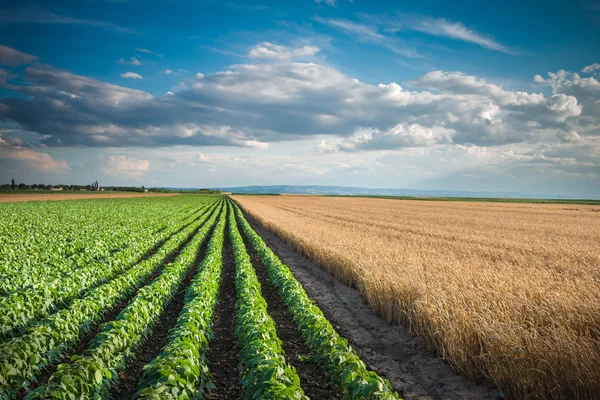 Campo de soja — Foto de Stock