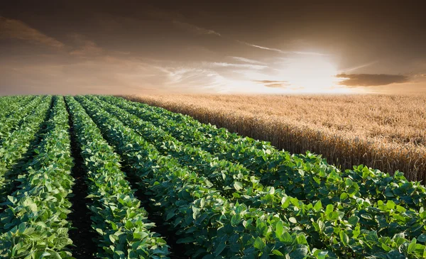 Filas de campo de soja — Foto de Stock