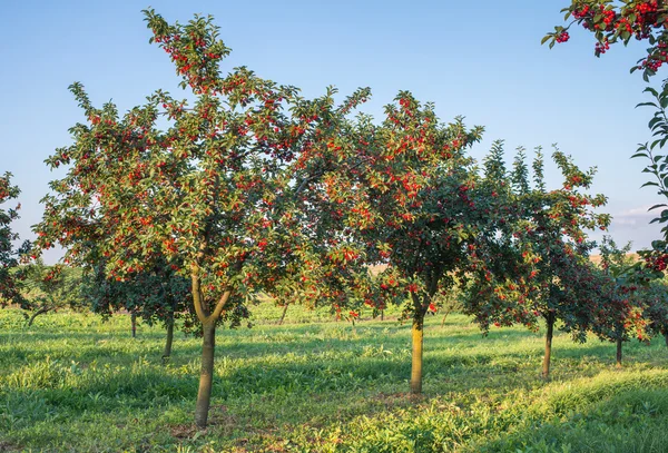 Huerto de cerezos — Foto de Stock