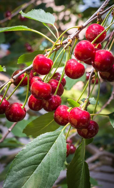 Sour cherries — Stock Photo, Image