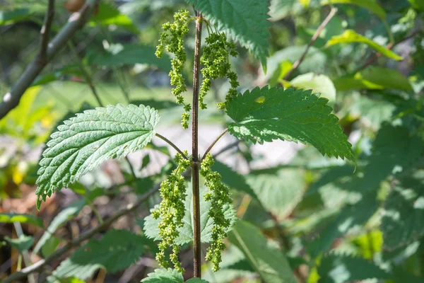 Green stinging nettle — Stock Photo, Image