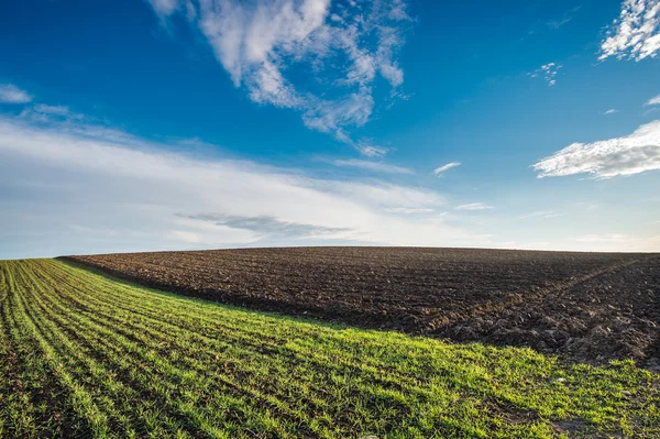 Campo de trigo de inverno — Fotografia de Stock