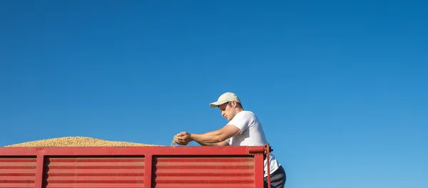 Cosecha de soja — Foto de Stock