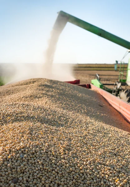 Harvesting of soybean — Stock Photo, Image