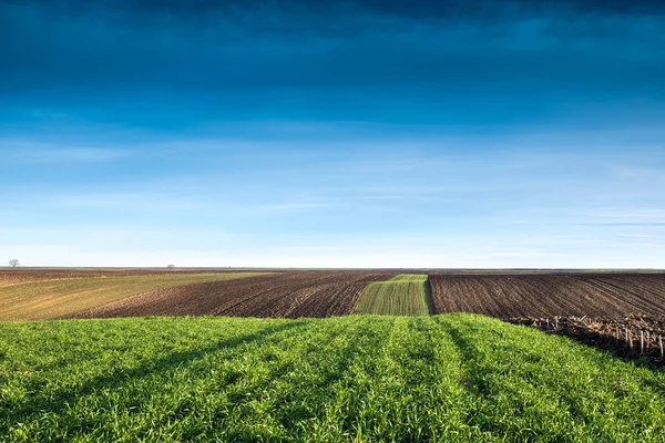 Зимнее пшеничное поле — стоковое фото