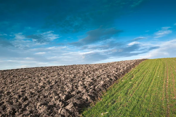 Wintertarwe veld — Stockfoto