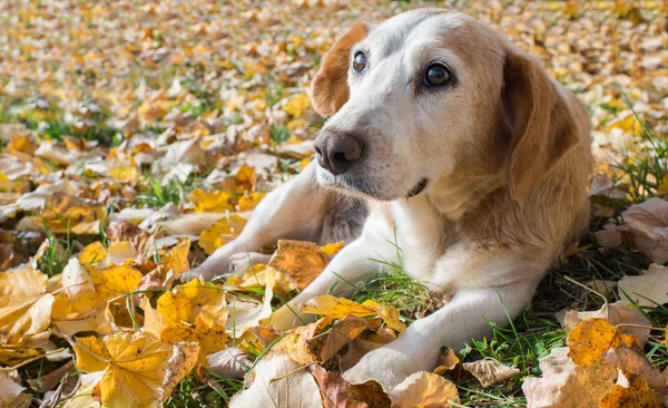 Dog lying on leaves — Stock Photo, Image