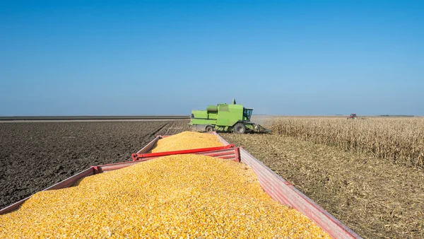 Corn harvest — Stock Photo, Image