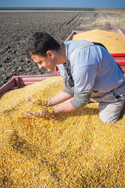 Colheita de milho — Fotografia de Stock