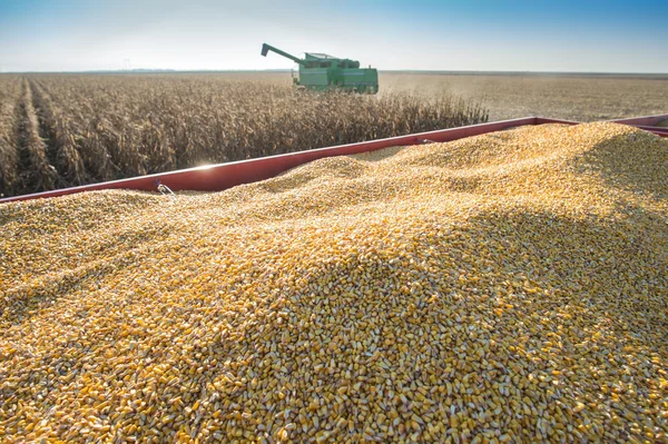 Corn harvest — Stock Photo, Image