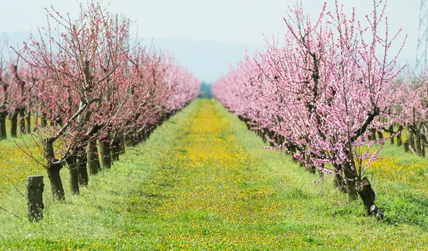 Blooming orchard — Stock Photo, Image