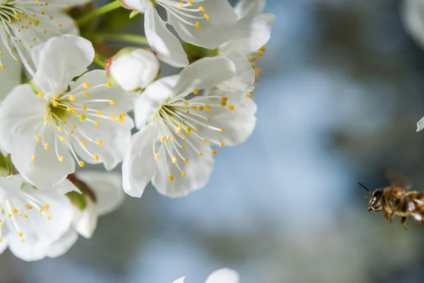 Honingbij — Stockfoto