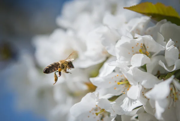 Bal arısı — Stok fotoğraf