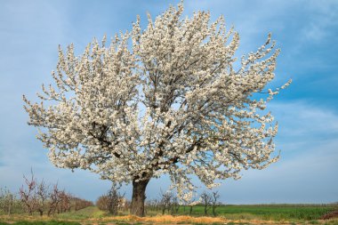 Çiçek açan kiraz ağacı 