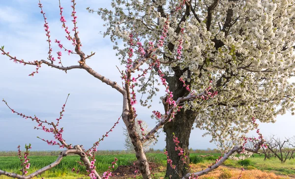 Bloeiende kersenboom — Stockfoto