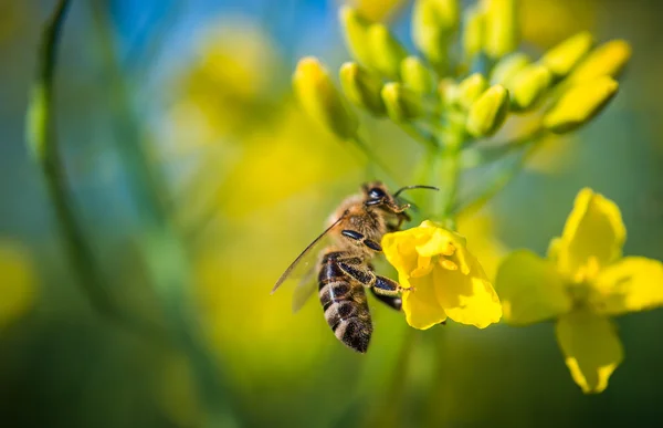 蜜蜂在一朵黄色的花上 — 图库照片