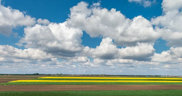 Field of oilseed rape — Stock Photo, Image