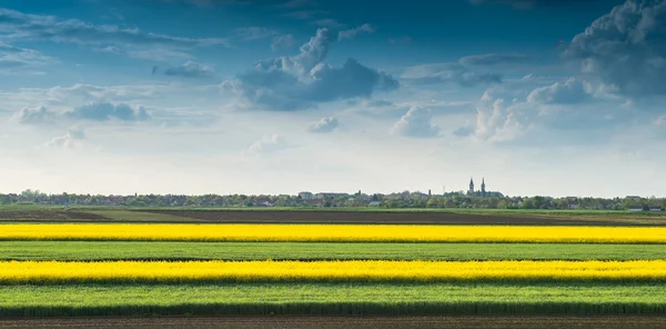 Pole řepky olejné — Stock fotografie