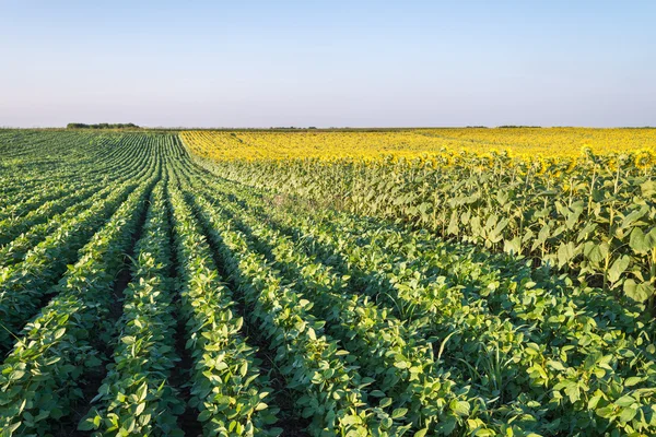 Campo di soia — Foto Stock