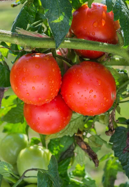 Cultivo de tomates — Fotografia de Stock