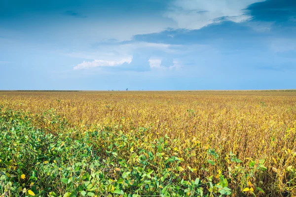 Soybean fields — Stock Photo, Image