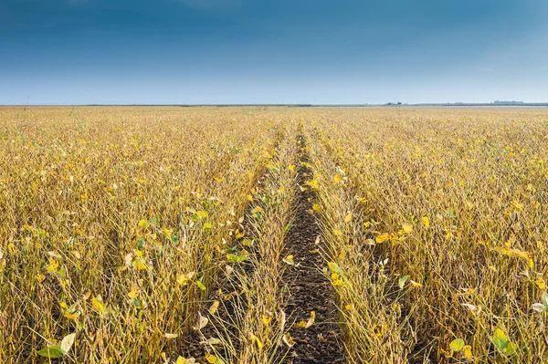 Campos de soja — Fotografia de Stock