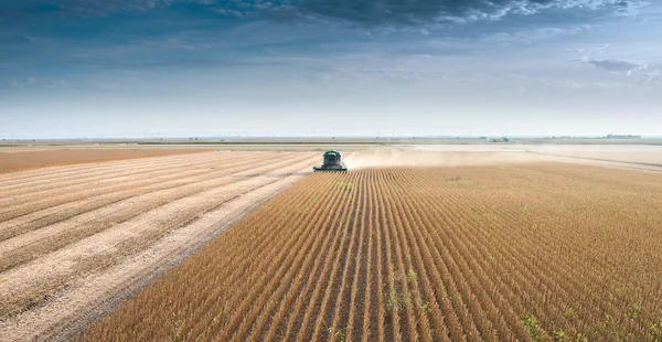 Cosecha del campo de soja — Foto de Stock