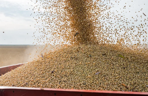 Colheita de soja — Fotografia de Stock