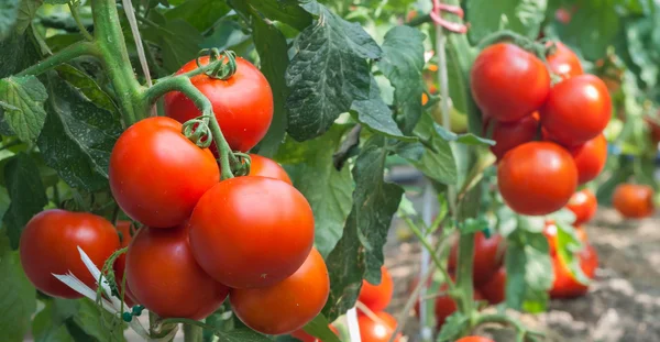 Зростання томатний — стокове фото