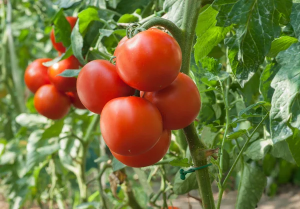 Tomate de crescimento — Fotografia de Stock