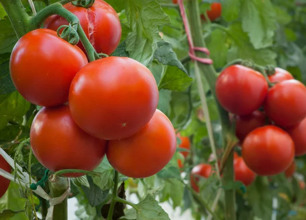 Growth tomato — Stock Photo, Image