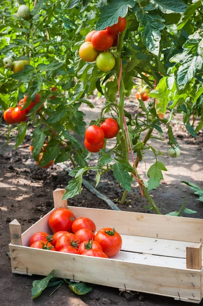 Cueillette des tomates — Photo