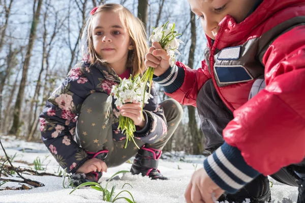 Snowdrop — Stock Photo, Image