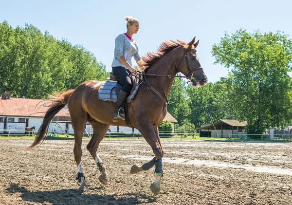 Cheval d'équitation — Photo