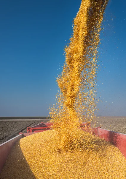 Corn harvesting — Stock Photo, Image