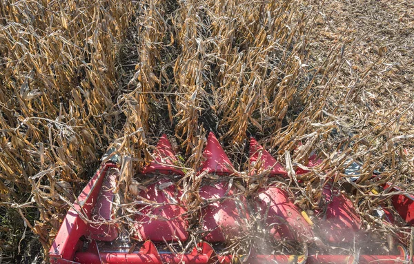 Harvesting of corn — Stock Photo, Image