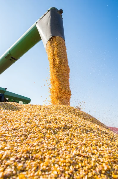 Harvesting of corn — Stock Photo, Image